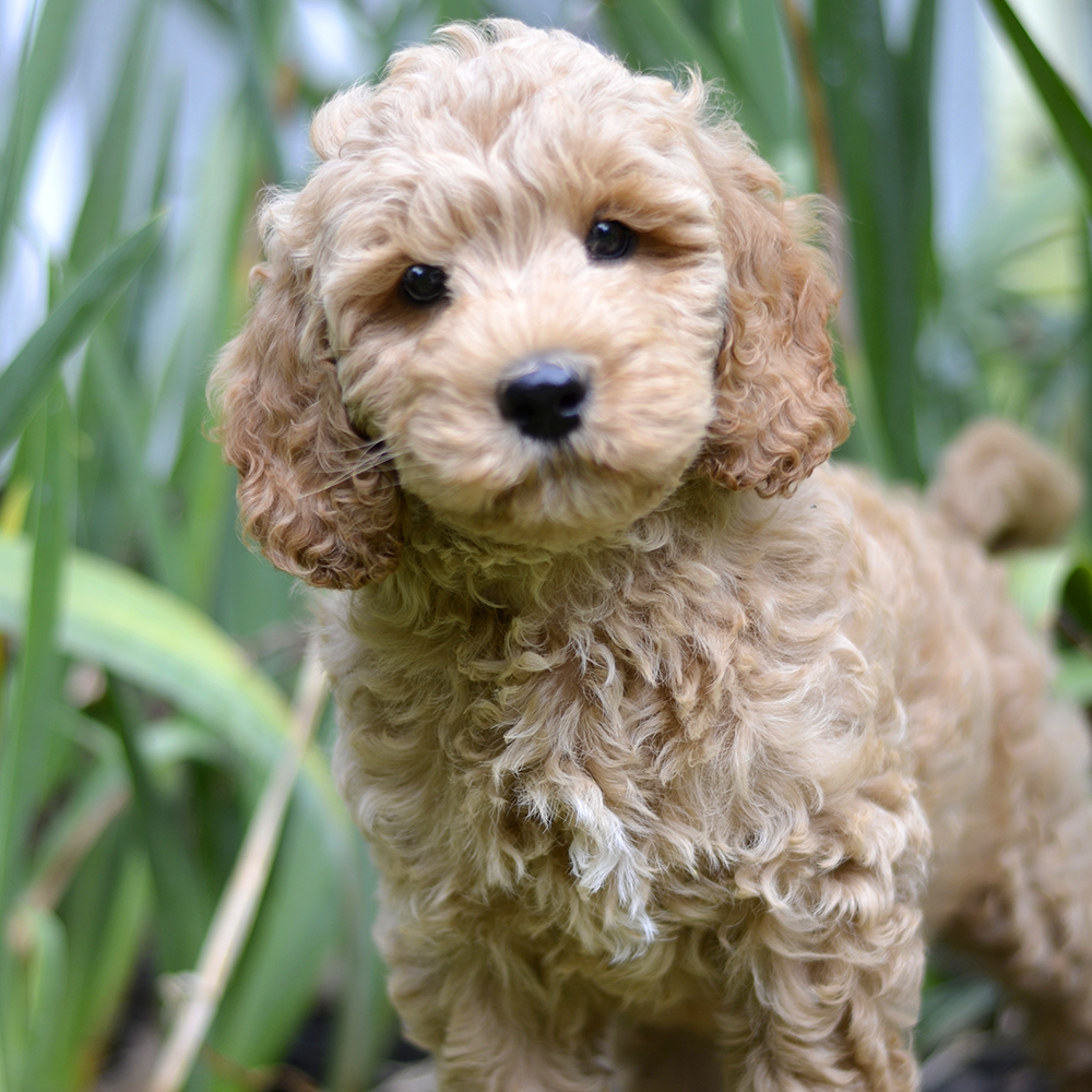 About Labradoodles