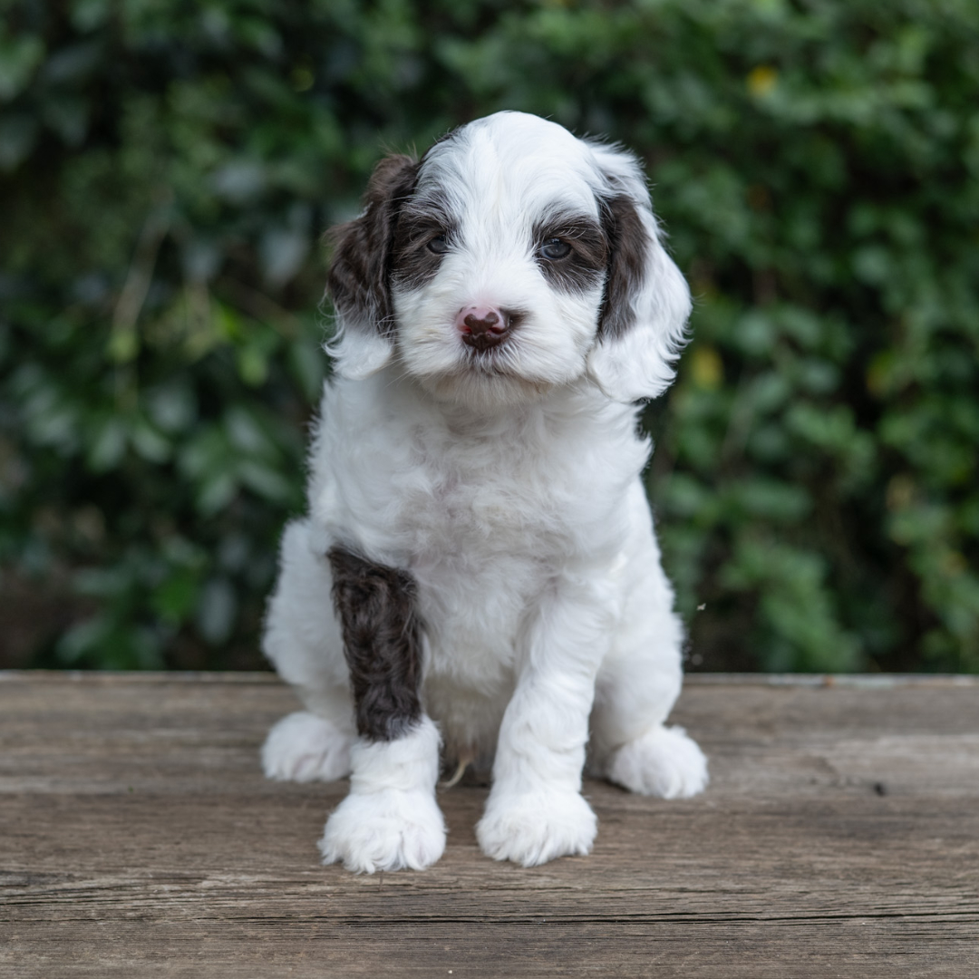 adorable labradoodle puppy Henry Boy