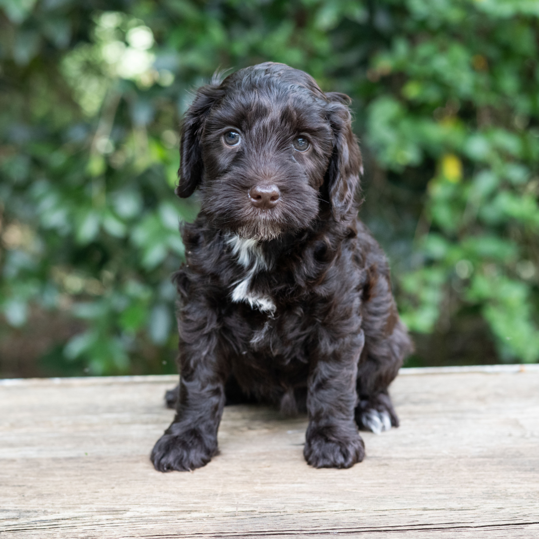 adorable labradoodle puppy Marta Girl