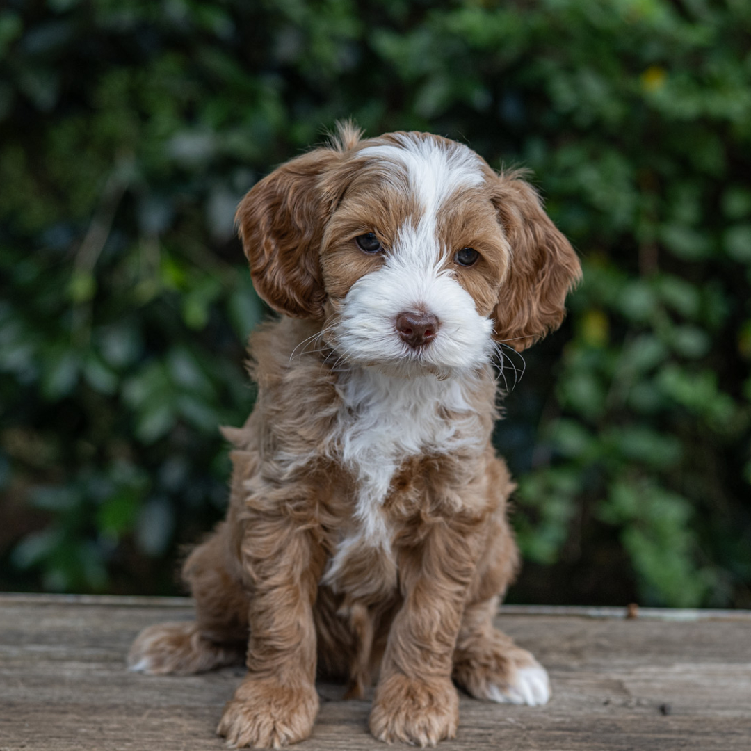 adorable labradoodle puppy Mbappe Boy