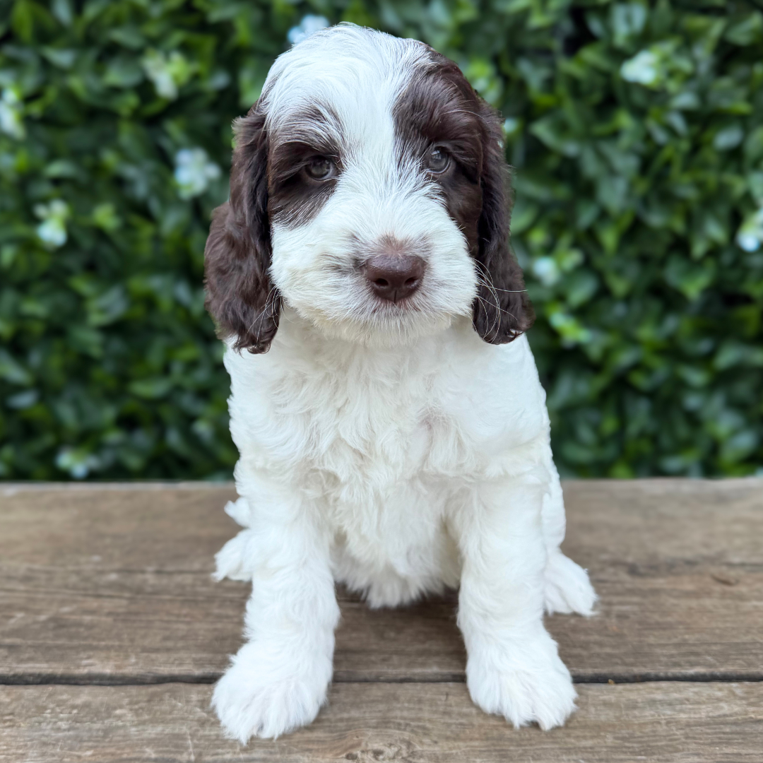 adorable labradoodle puppy Hops Girl