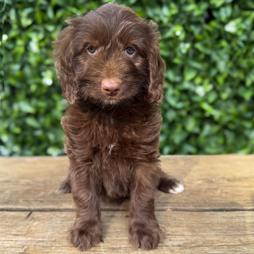 adorable labradoodle puppy Peeps Girl