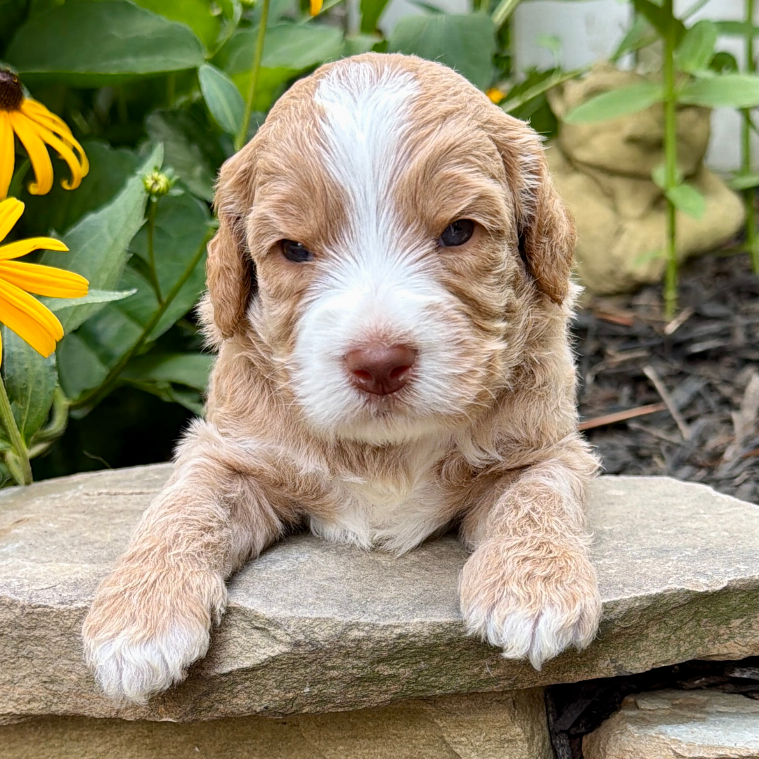 adorable labradoodle puppy 