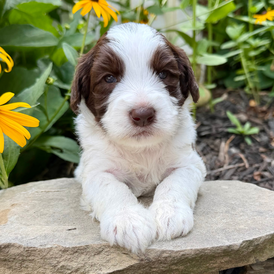 adorable labradoodle puppy 