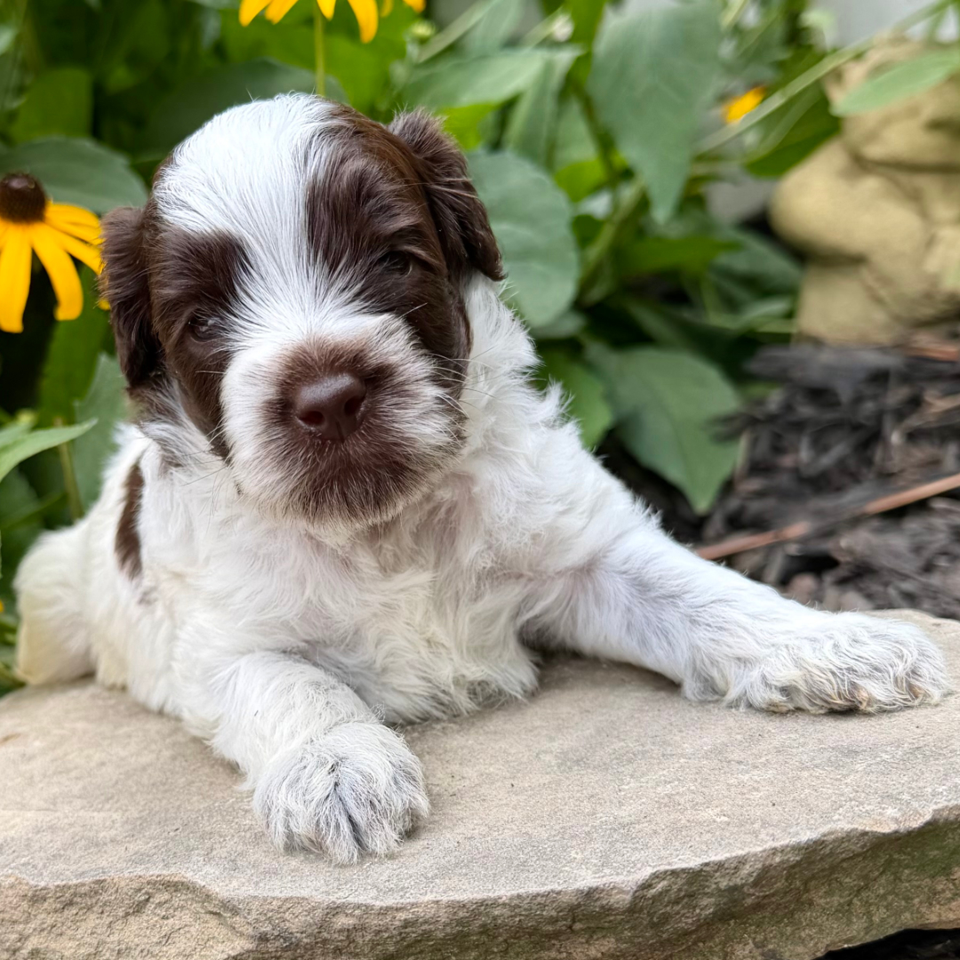 adorable labradoodle puppy CAPTAIN AMERICA BOY 