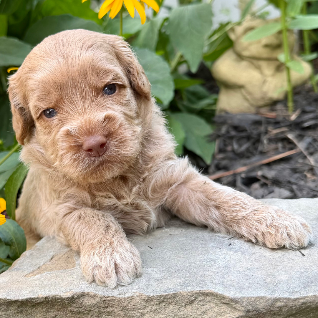 adorable labradoodle puppy Ironman Boy