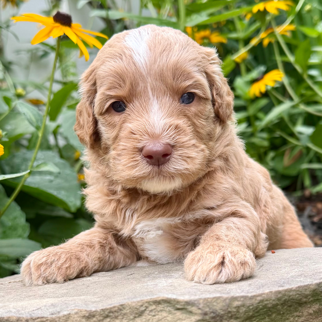 adorable labradoodle puppy The Hulk Boy