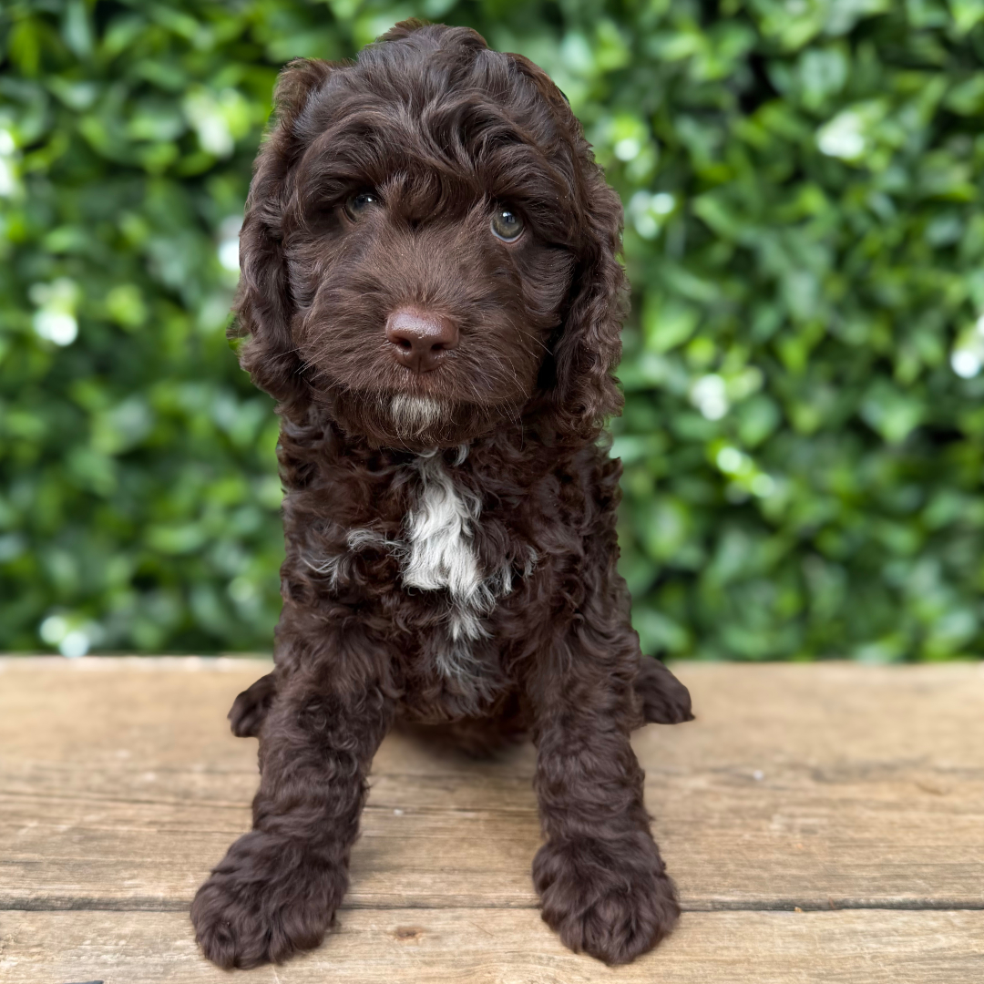 adorable labradoodle puppy River Boy