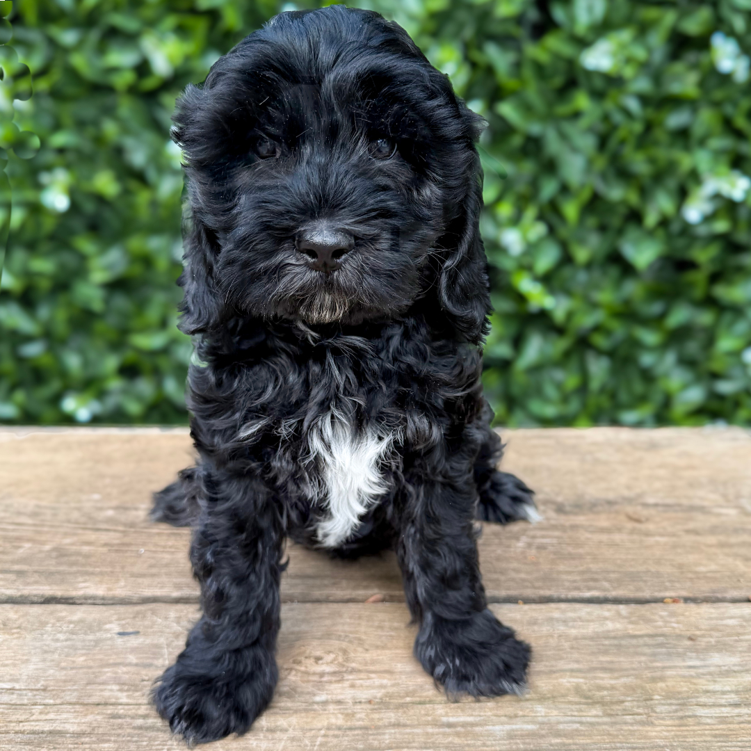 adorable labradoodle puppy Twig Boy