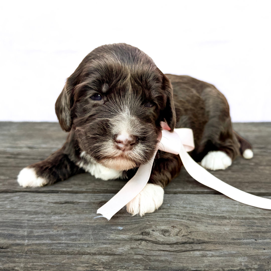 adorable labradoodle puppy Boujee Girl