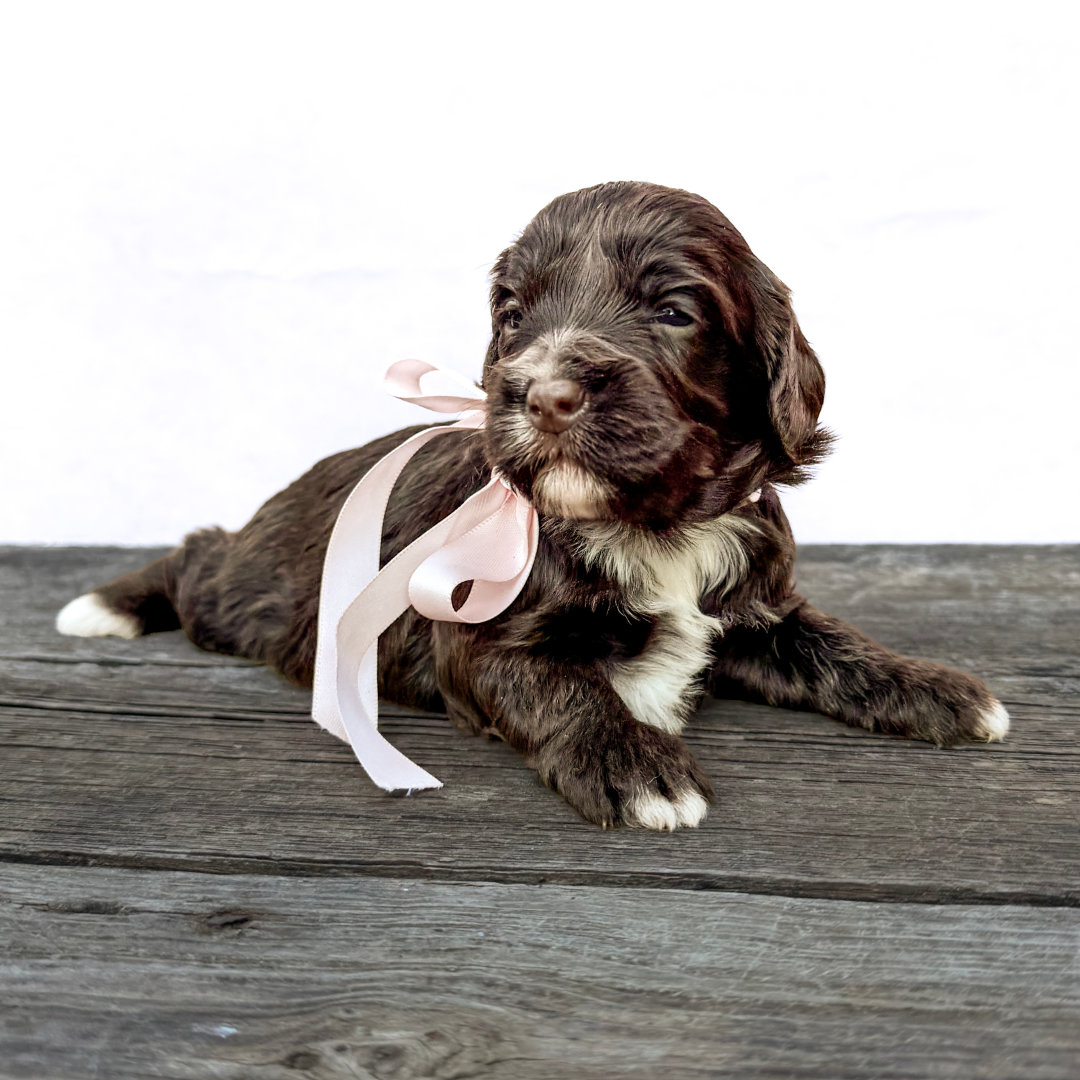 adorable labradoodle puppy Drama Queen Girl