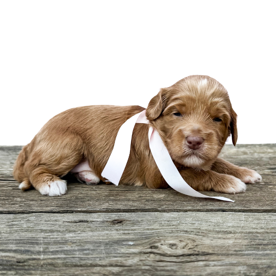 adorable labradoodle puppy Gossip Girl