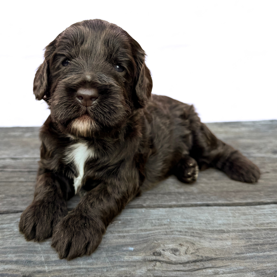 adorable labradoodle puppy It Girl
