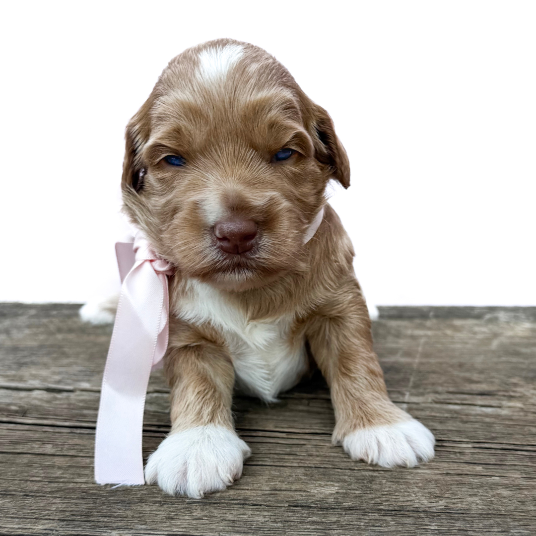 adorable labradoodle puppy Queen Bee Girl