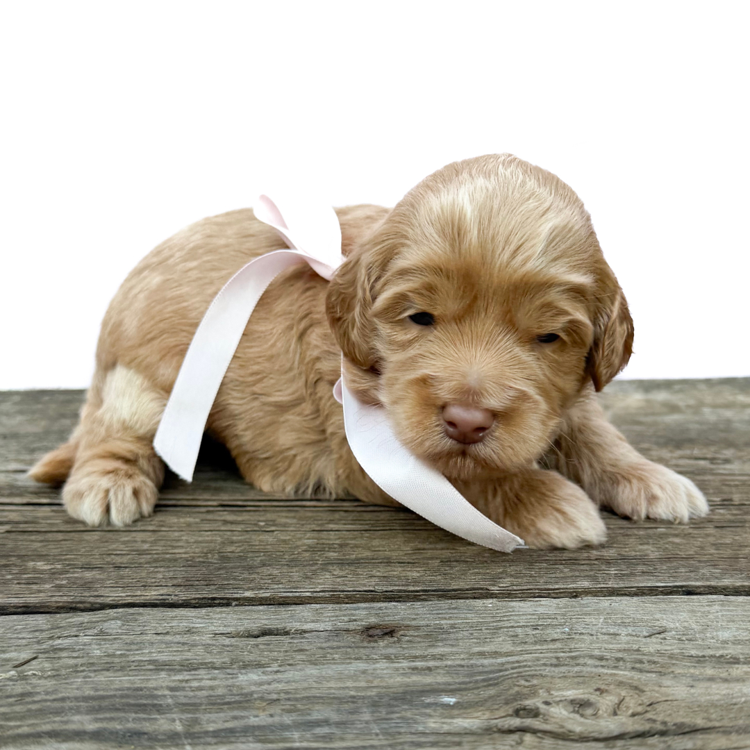 adorable labradoodle puppy Vibe Girl