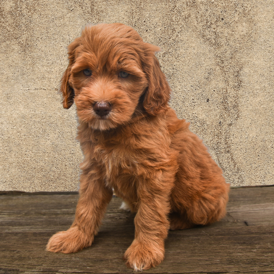 adorable labradoodle puppy Cornbread Girl