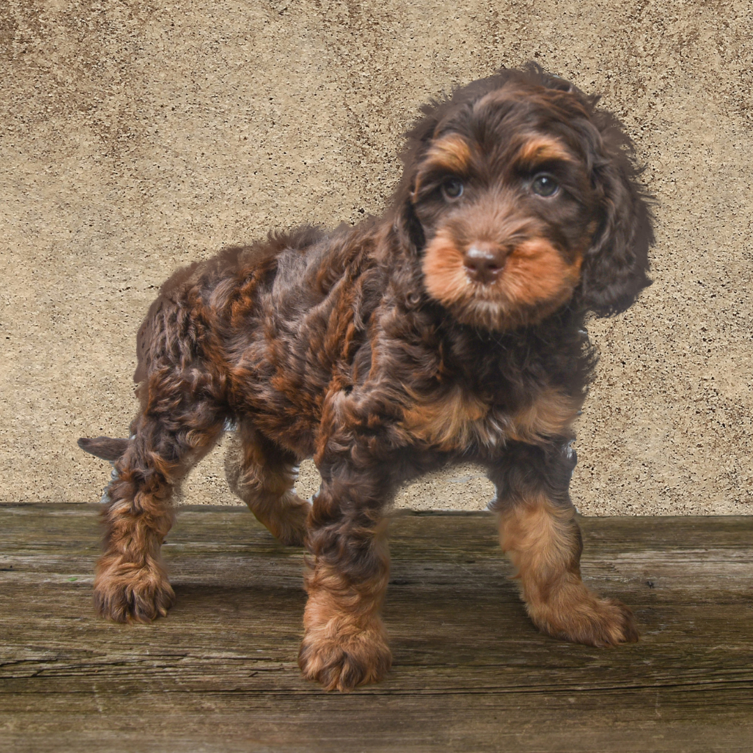 adorable labradoodle puppy Pickle Girl