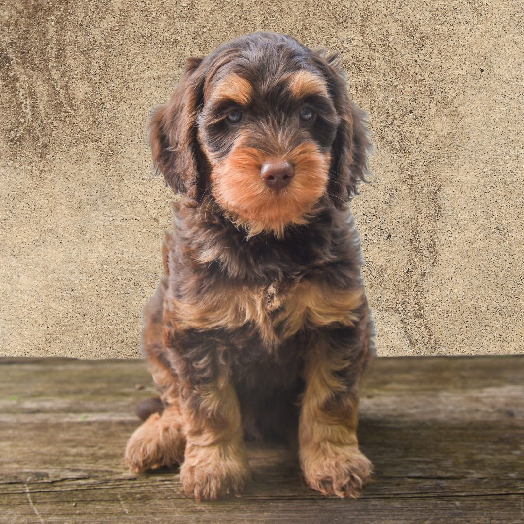 adorable labradoodle puppy Potato Boy