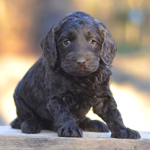 Puppy Adoption