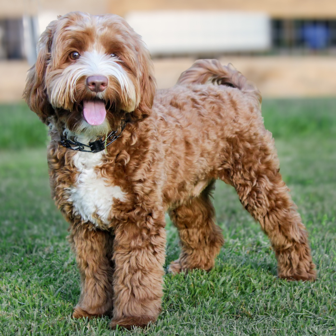 Handsome Father Harmony Labradoodles Digger