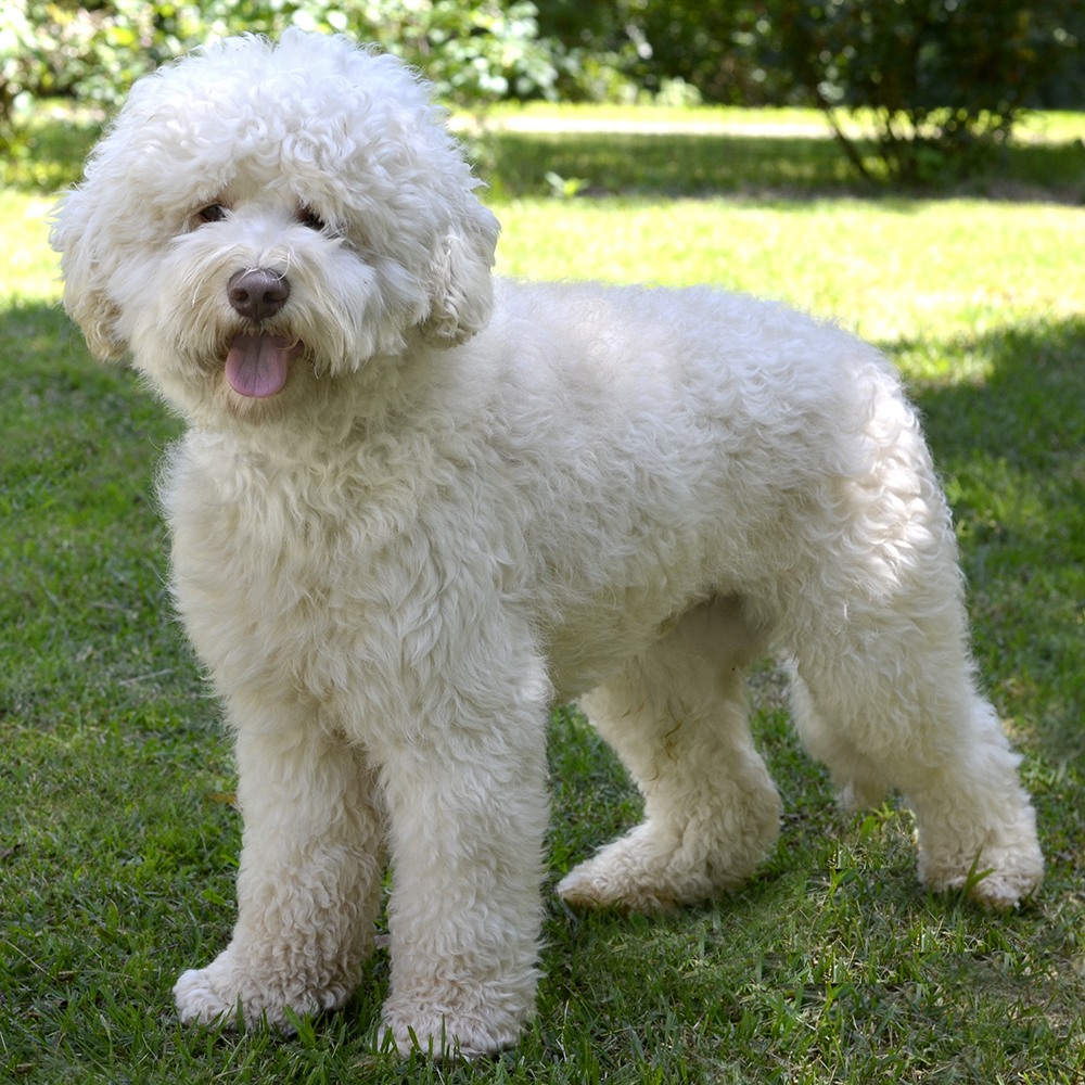 Rupert