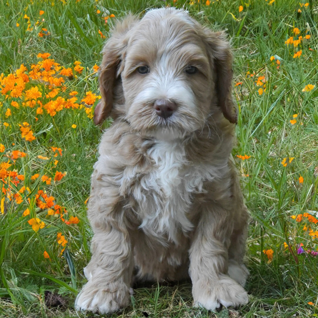 Puppy 2