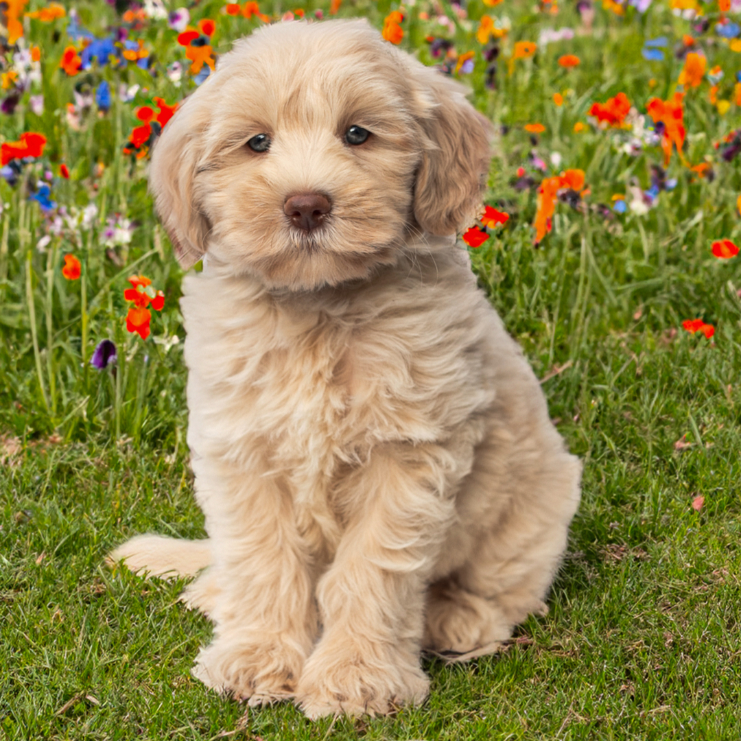Puppy 3