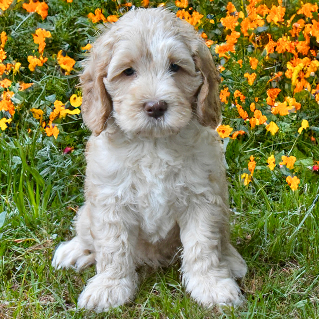 Puppy 4