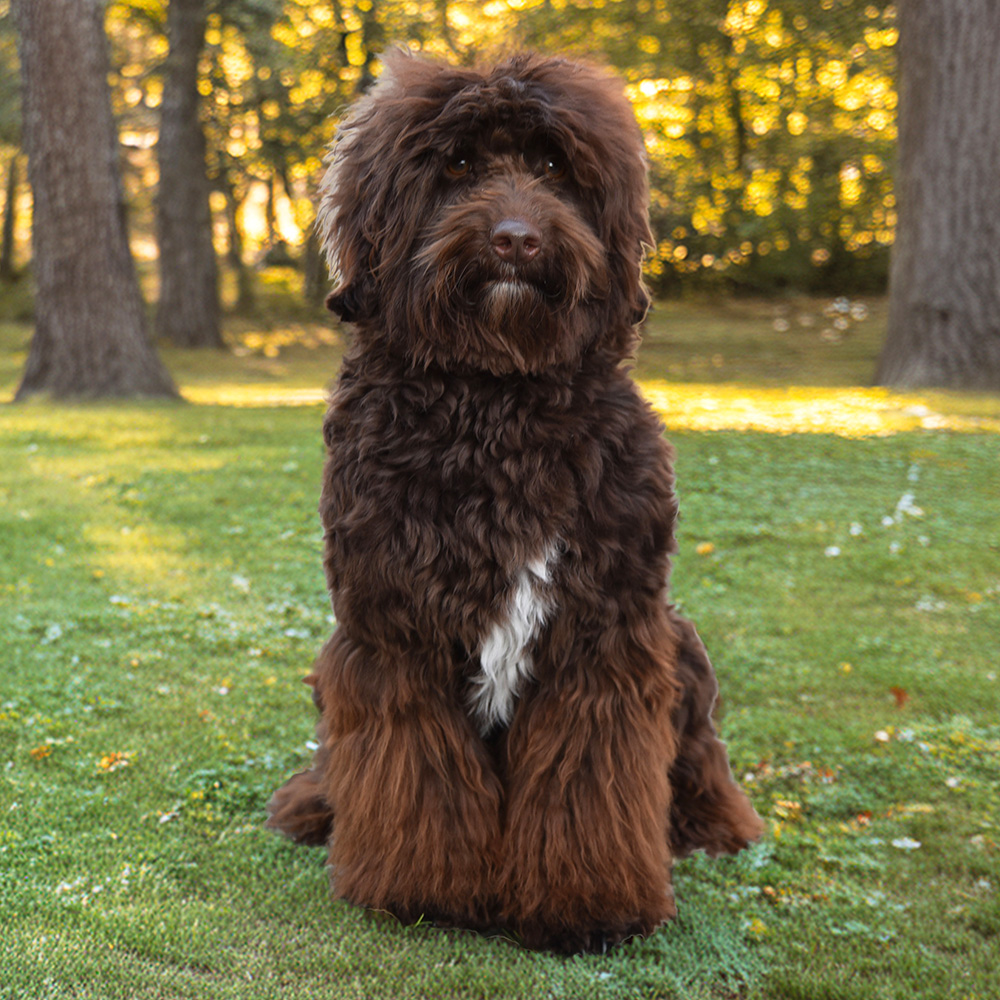 Patriot's Day Figgi Puddin